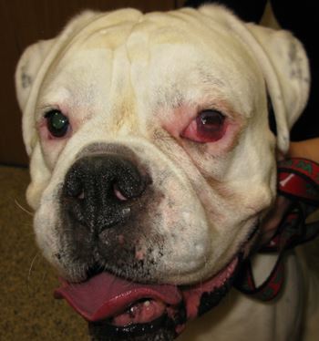 Jake 3 days post surgery